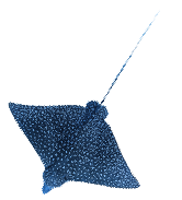 魚
